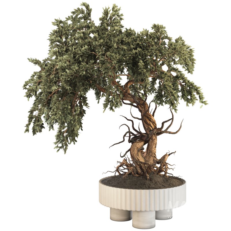 Bonsai - Image 1