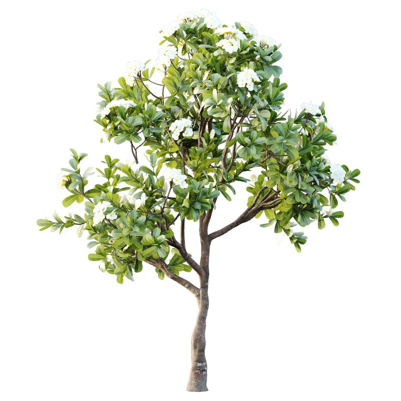 Plumeria Obtusa plant 05 - Image 3