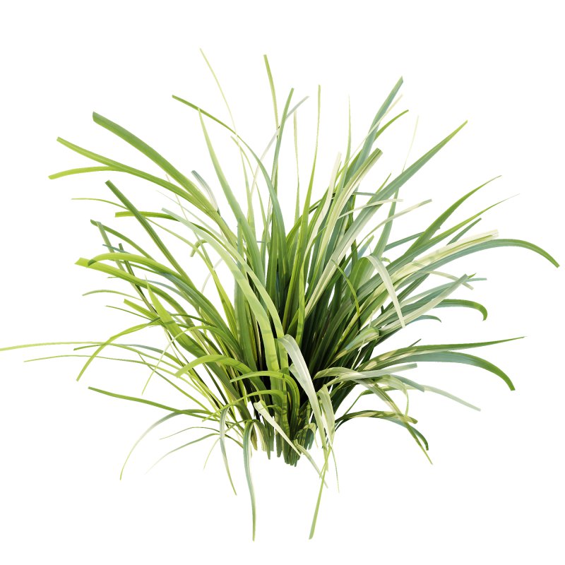 ntal grasses are widely used in landscaping for ground cover, edging, and creating natural textures in gardens. The set offers realistic density and organic variation, making it ideal for exterior design, botanical compositions, and architectural visualizations. With clean topology and 4K textures, these models ensure both high performance and lifelike detail. - Image 3