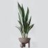 AV Indoor Plants Set 334 Aspidistra Elatior and Rubber Ficus Elastica and Ficus microcarpa Moclame - Thumbnail 5