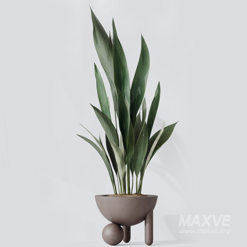 AV Indoor Plants Set 334 Aspidistra Elatior and Rubber Ficus Elastica and Ficus microcarpa Moclame - Image 5