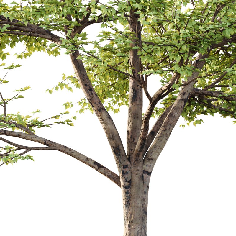 Sycamore Platanus Tree 01 - Image 2