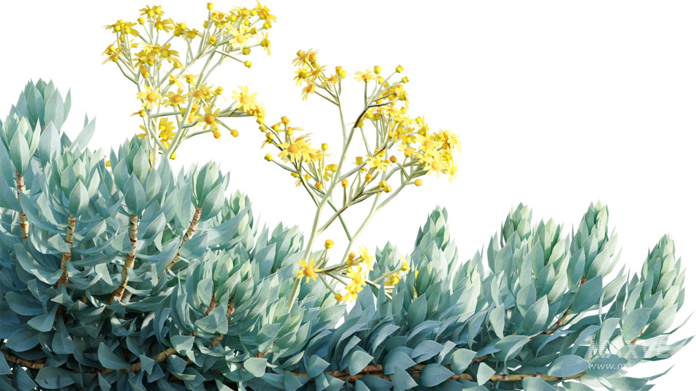 Collection 11 – Ground cover – Vines and Creepers - Image 40