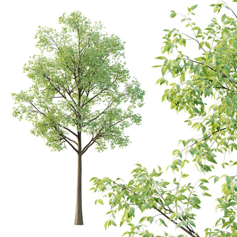 Celtis australis Tree 03 - Image 3