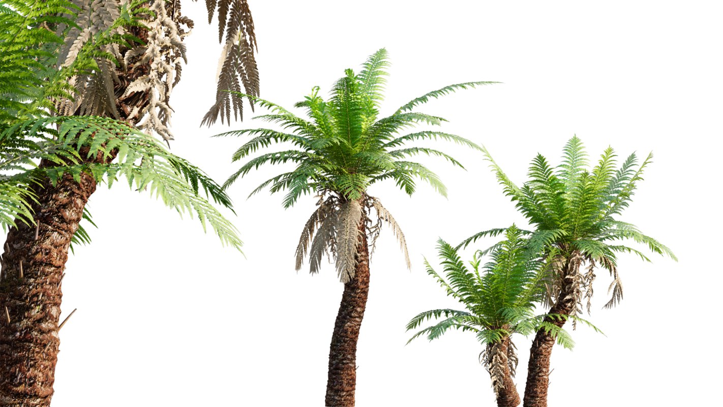 Collection 09 – Fern Garden - Image 24