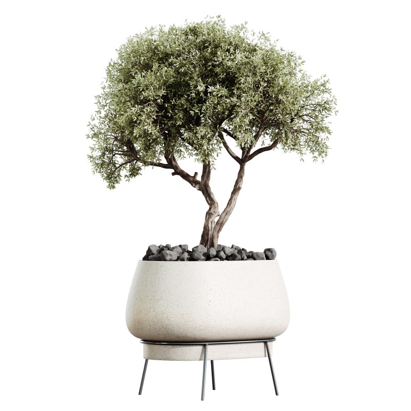 AV Indoor Plants Set 363 Yucca Palm and Banana Nicolai and Arbequina Olive - Image 1