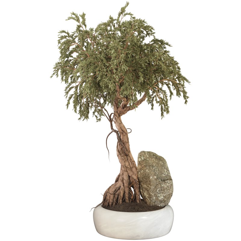 Bonsai - Image 2