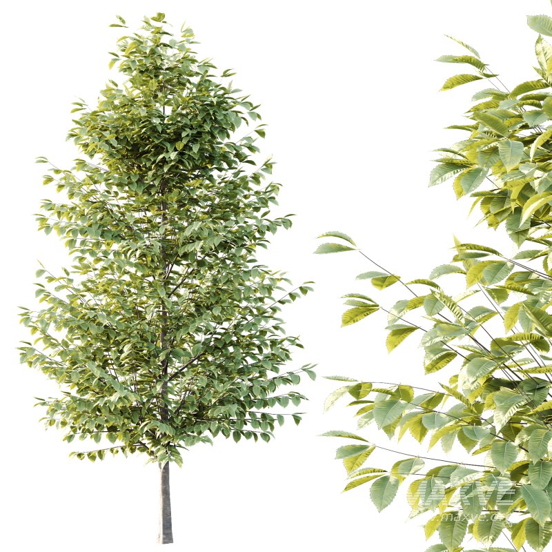 Different Trees 56 - Image 3