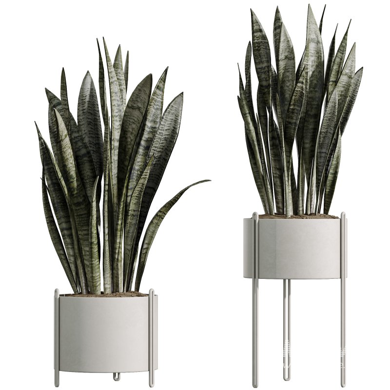 AV Indoor Plants Set 317 Arbequina Olive and Dracaena Lemon Dragon and Green Sansevieria - Image 4