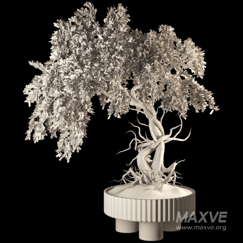 Bonsai - Image 4