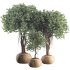 Indoor Tree in Pot Collection - Thumbnail 1