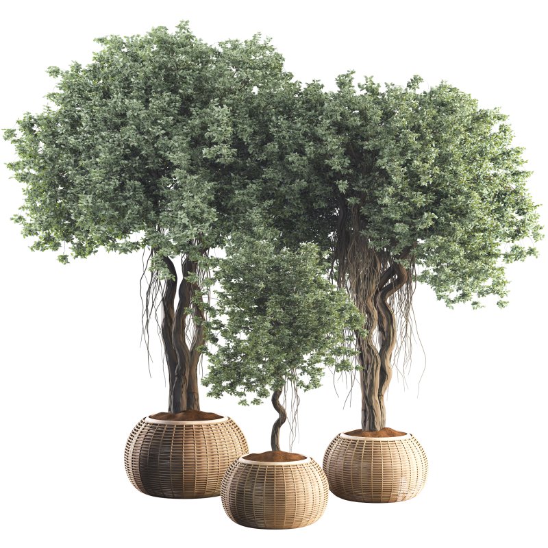 Indoor Tree in Pot Collection - Image 1