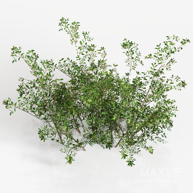 Green shrub natural pack - Image 3