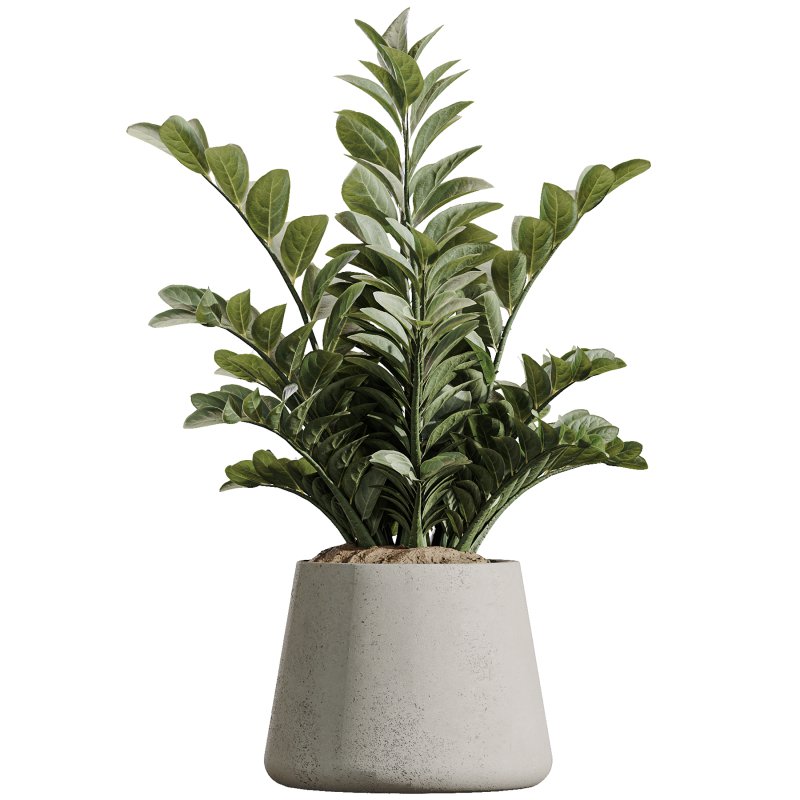 AV Indoor Plants Set 367 Japandi Decorative and Zamiifolia and Calathea Lutea and Dracaena Warneckii - Image 5
