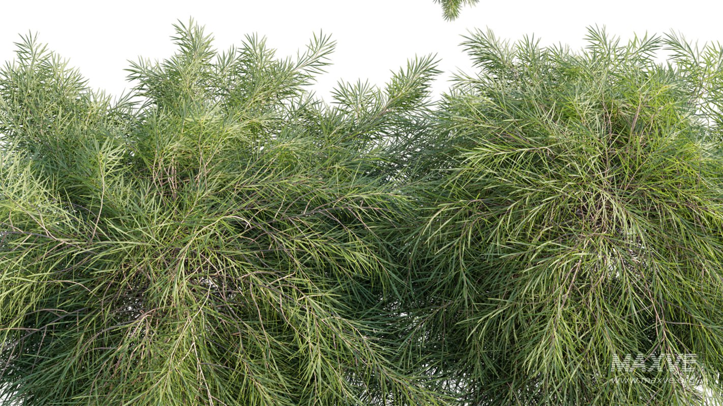 Collection 11 – Ground cover – Vines and Creepers - Image 9