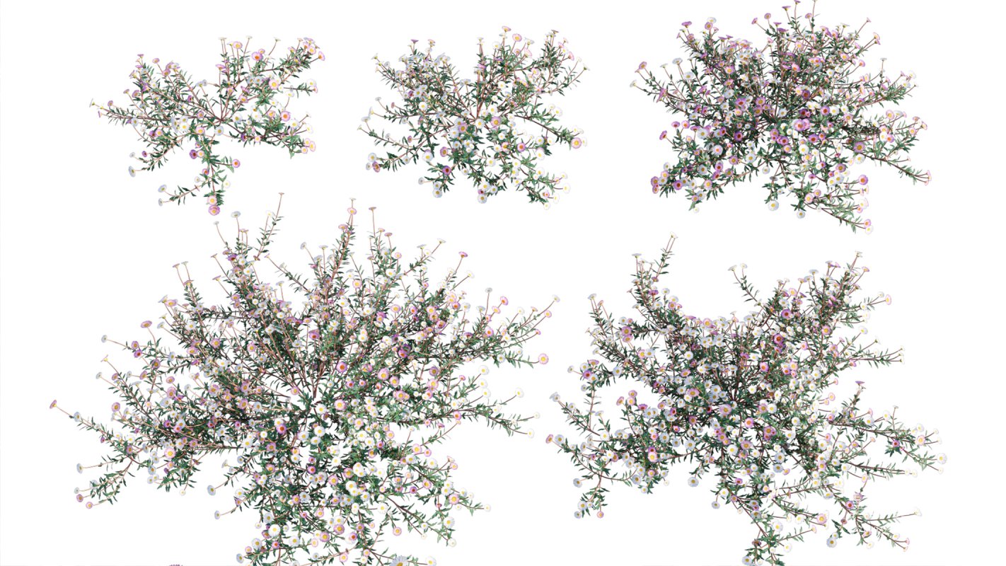 Collection 11 – Ground cover – Vines and Creepers - Image 24