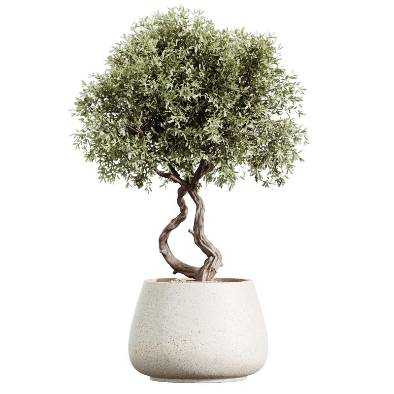 AV Indoor Plants Set 363 Yucca Palm and Banana Nicolai and Arbequina Olive - Image 4