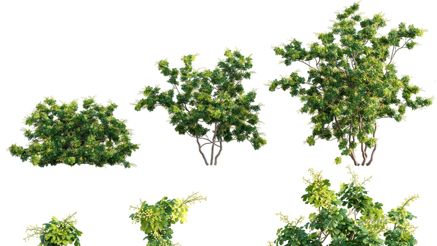 Collection 07 – Central America Garden - Image 39