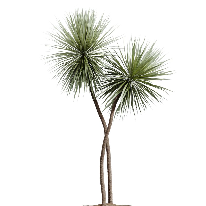AV Indoor Plants Set 368 Olive Tree and Yucca Aloifolia Rostrata Palm and Calathea Lutea - Image 2