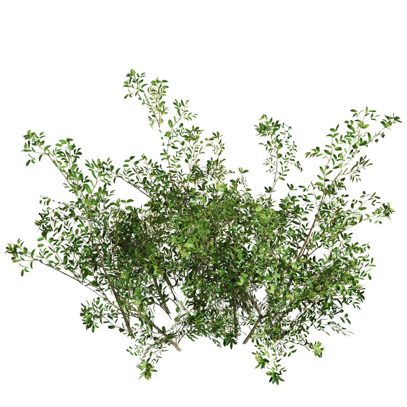 Green shrub natural pack - Image 5