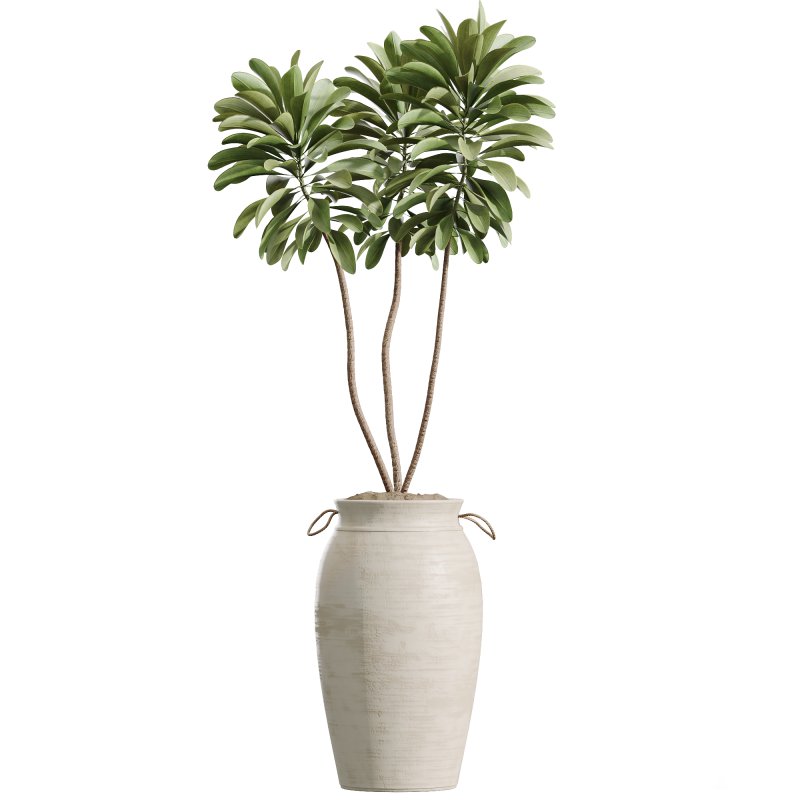 AV Indoor Plants Set 329 Euphorbia Drupifera and Spathiphyllum Lily and Monstera Deliciosa - Image 3