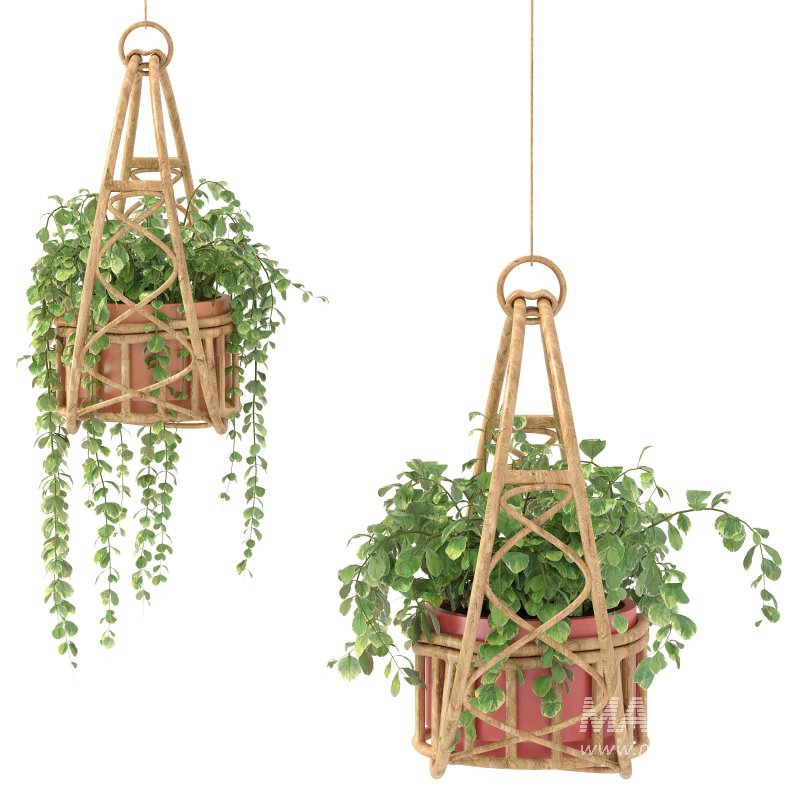 Boho Hanging Plants 05 - Image 2