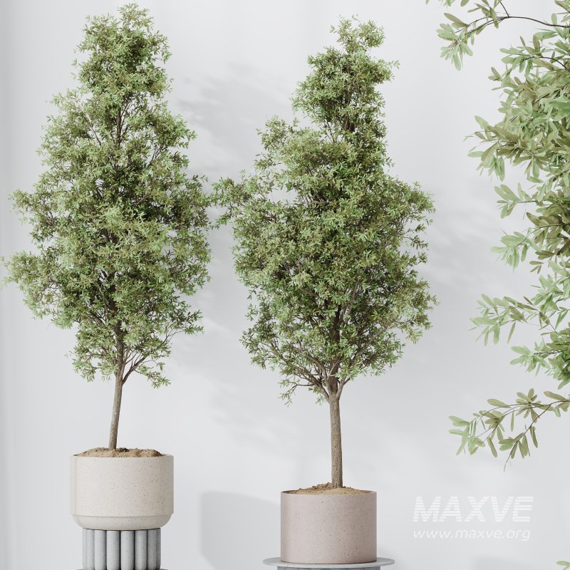 AV Indoor Plants Set 332 Swiss Cheese and Mission Olive and nucifera Coconut Palm - Image 6