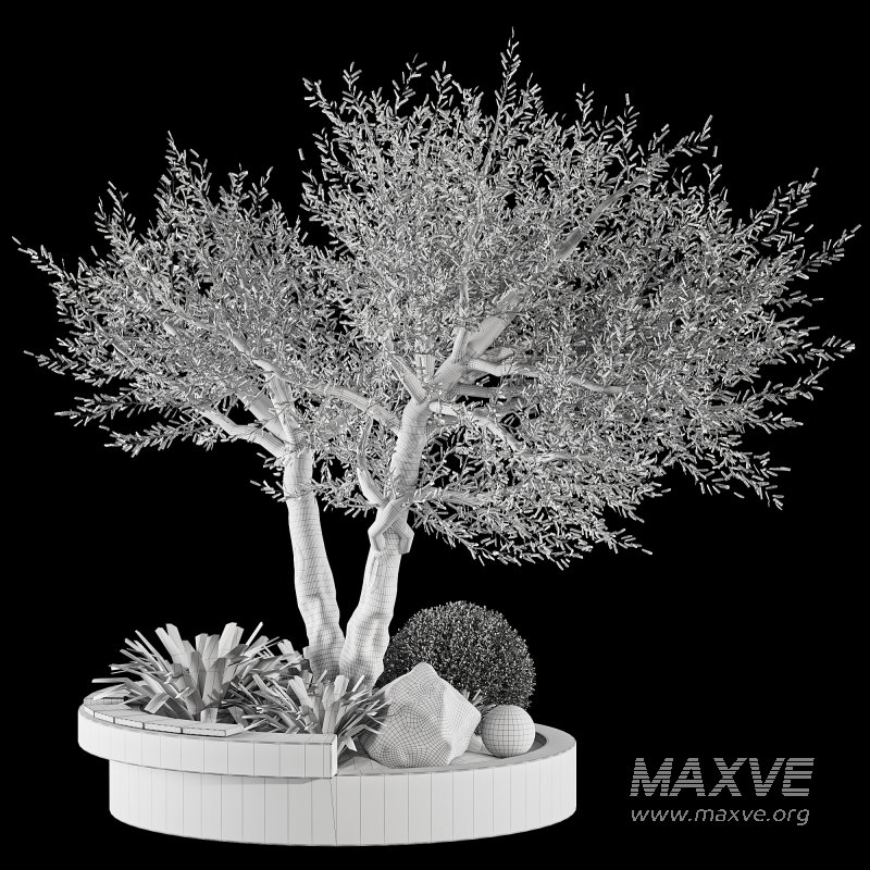 Bohemian Olive Tree Garden - Image 6
