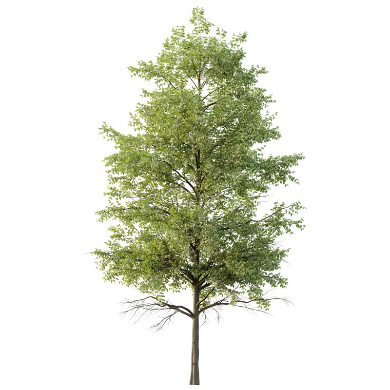 Celtis australis Tree 09 - Image 2