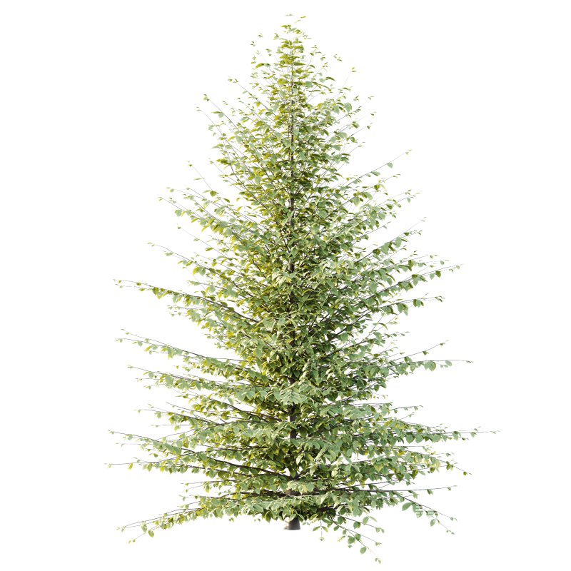 Different Trees 46 - Image 1