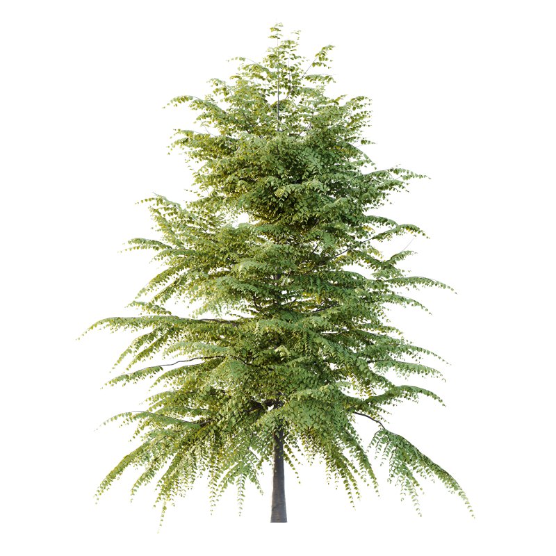 Different Trees 46 - Image 4