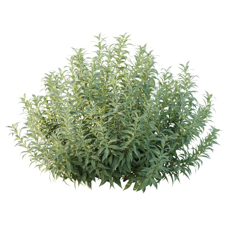 Echium candicans Pride of Madeira Bush 01 - Image 5