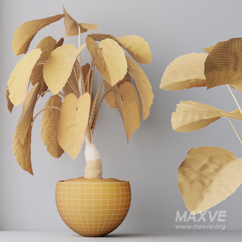 AV Indoor Plants Set 347 Arbequina Olive and Ficus Cyathistipula and Cunjevoi Alocasia and Yucca Palm - Image 12