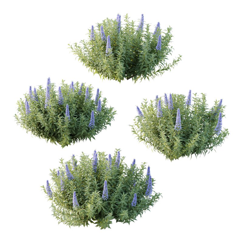 Echium candicans Pride of Madeira Bush 02 - Image 4