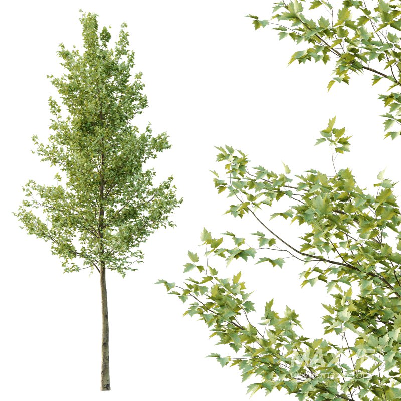 Sycamore Platanus Tree 05 - Image 4