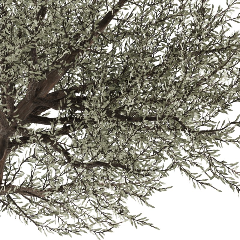 Bohemian Olive Tree Garden - Image 2