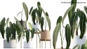 Collection 15 – Interior Plants - Thumbnail 6