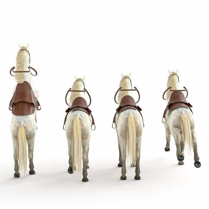 Horse in 04 Poses - Image 1