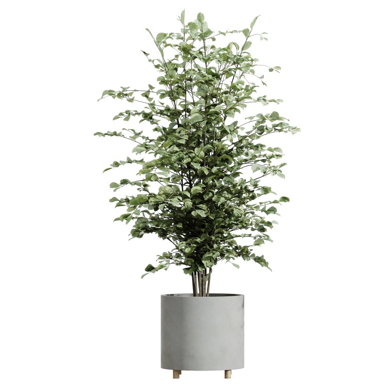 AV Indoor Plants Set 331 Ficus Dracaena Marginata and Alnus Glutinosa Alder and Aloe Vera - Image 3