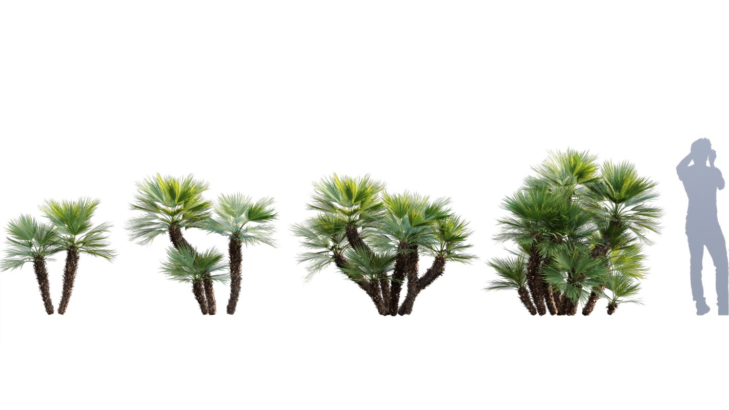 Collection 10 – Palm garden - Image 10