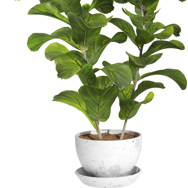 Bonsai Jungle Ficus Fiddle Leaf Fig 444 - Image 5