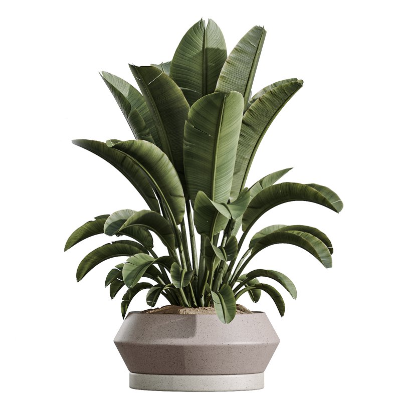 AV Indoor Plants Set 336 Olive and Areca Palm and Banana Nicolai and Ficus Fig - Image 4
