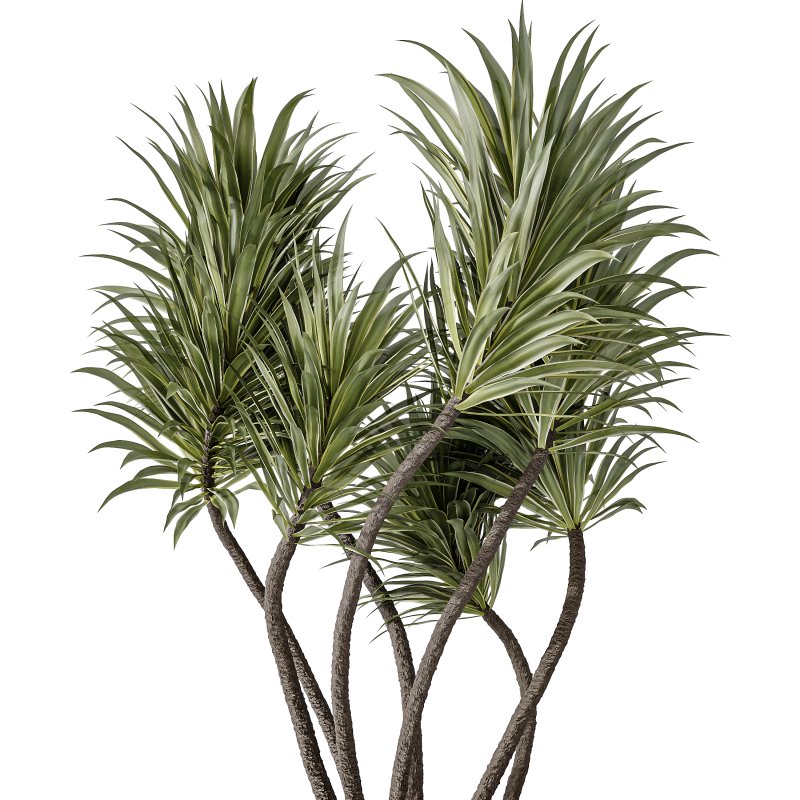 AV Indoor Plants Set 353 Spineless Yucca and Mission olive and Ravenala Banana - Image 3