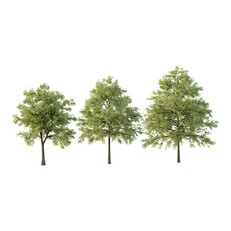 Celtis australis Tree 07 - Image 1