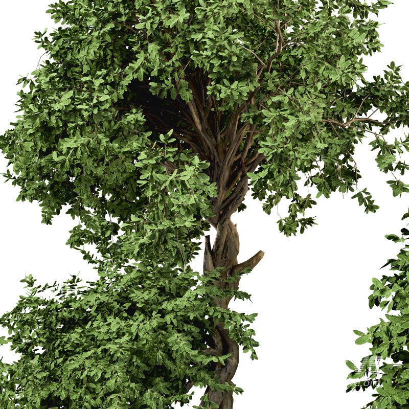 HousePlants Set - Image 5