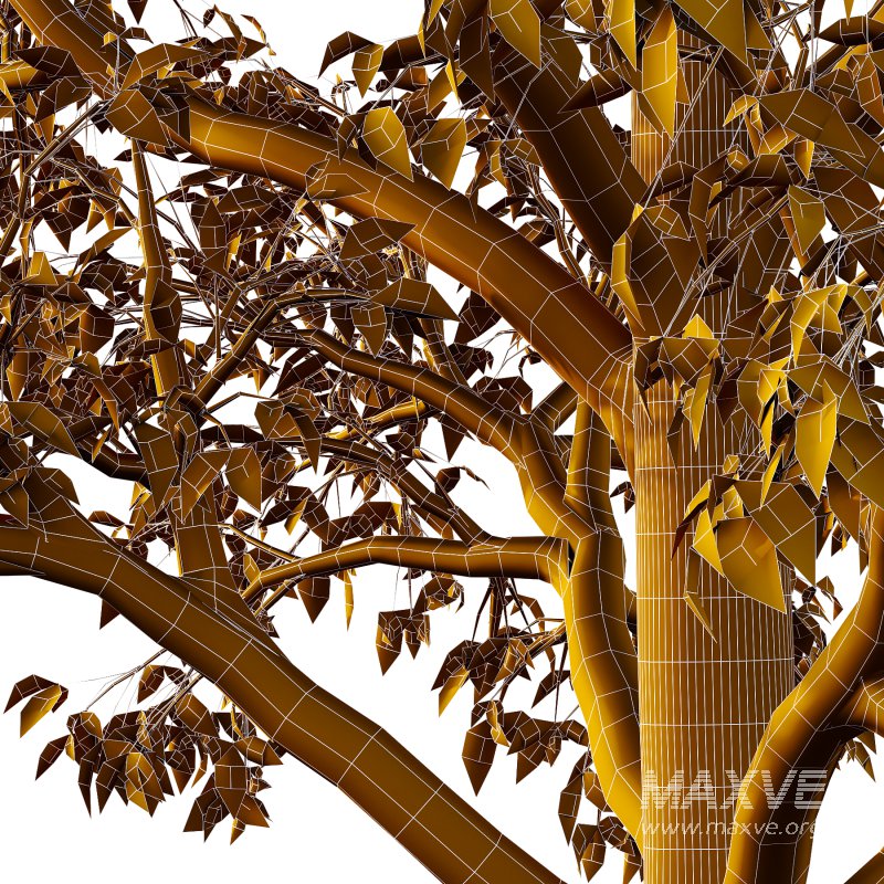 Celtis australis Tree 03 - Image 4