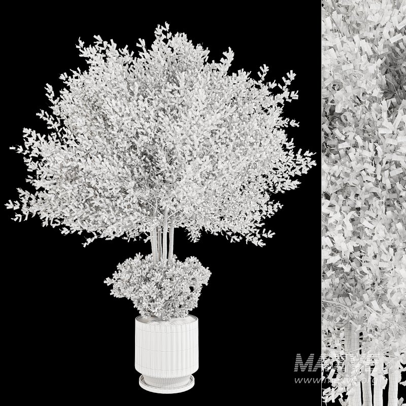 Indoor Plant in Pottery Pot - Image 6