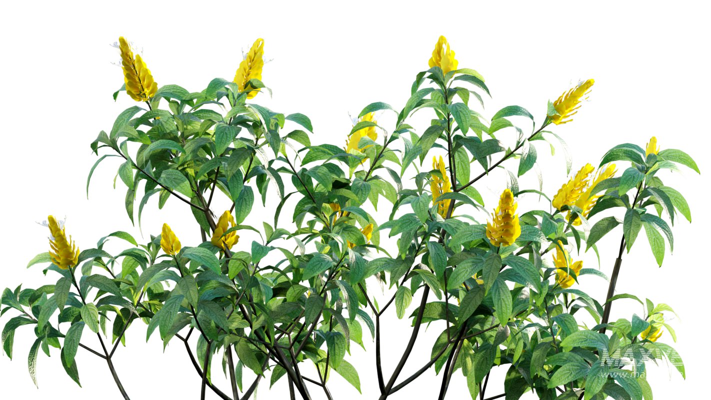 Collection 07 – Central America Garden - Image 28