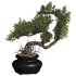Bonsai - Thumbnail 1