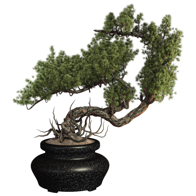 Bonsai - Image 1